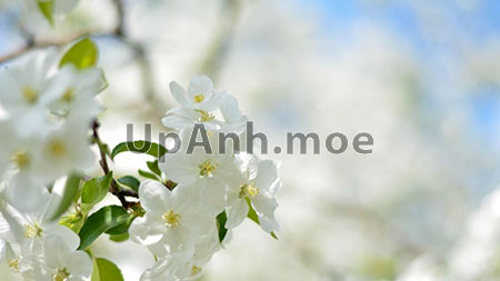 Chụp ảnh màn hình website