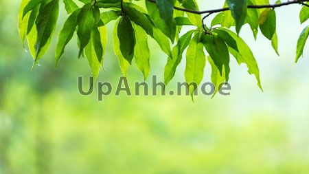 nen-anh-thay-doi-kich-thuoc-dinh-dang